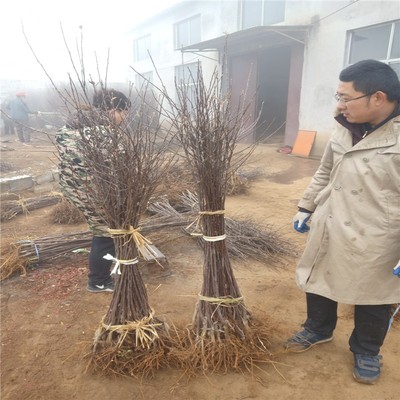 三公分矮化苹果树苗 矮化苹果树苗销售基地 免邮寄费 岳美苗木