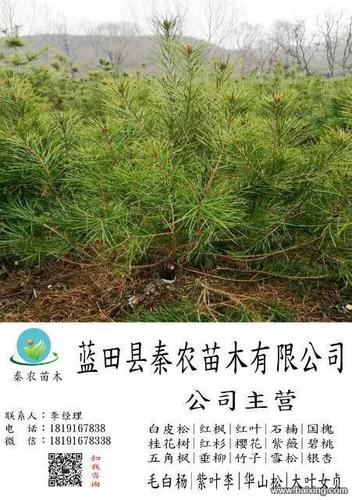 蓝田华山松种植基地|5米二级华山松苗木销售