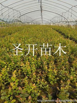 江苏优质盆栽蓝莓苗.蓝莓2--5年生苗销售_农副产品